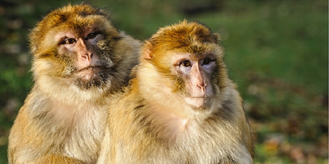 Protection des singes magots : Les Eaux et forêts s’allient à l’IFAW