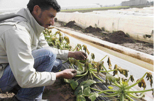 Chambres d’agriculture du Maroc Les professionnels se préparent à la disette