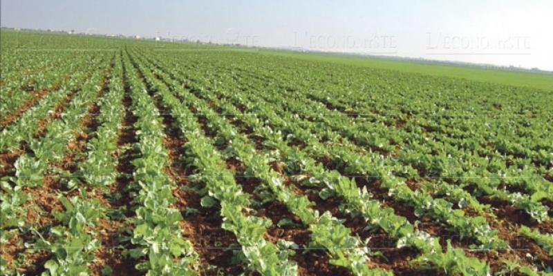 Fès-Meknès : plus de 827.000 ha cultivés pour la campagne agricole