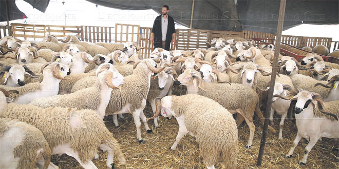 Casablanca: Faible affluence sur l'achat des moutons