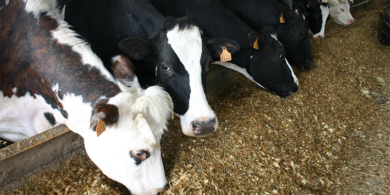 Lutte contre la hausse des prix : Béni Mellal reçoit un 1er lot de bovins importés