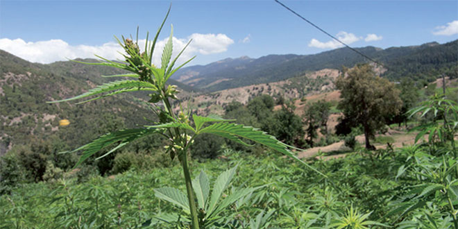 Légalisation du cannabis: Le projet de loi adopté