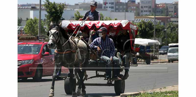 Casablanca veut interdire les charrettes tirées par des animaux