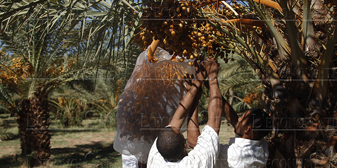 Le Maroc premier importateur de dattes Tunisiennes - Maroc Hebdo
