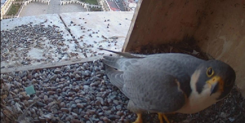 Mosquée Hassan II: Des faucons pèlerins pour réguler la population de pigeons 