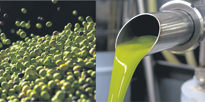 Olives : une récolte record de plus de 2 millions de tonnes	