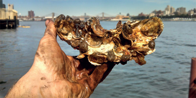 Les huîtres nettoient le port de New York