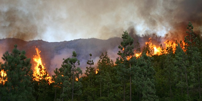 Ouezzane : l'incendie a ravagé 270 hectares de massifs forestiers 