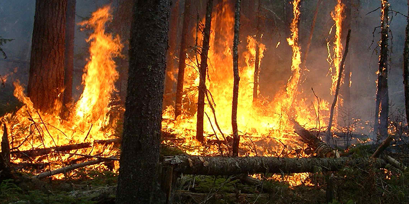 Forets au meilleur prix au Maroc 