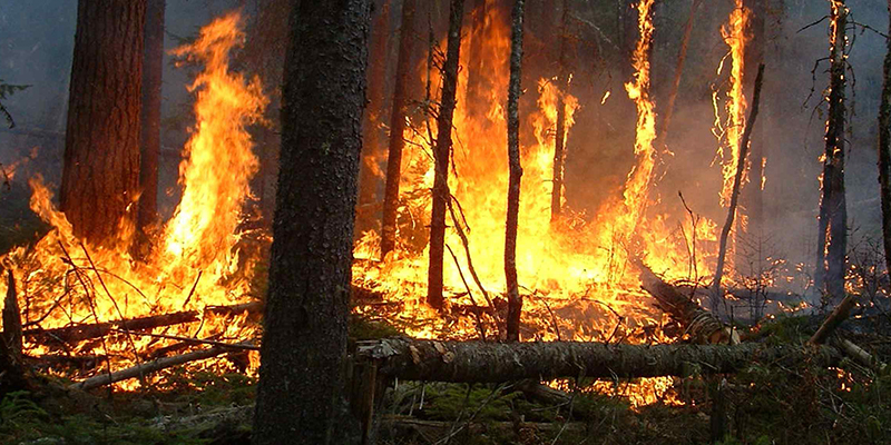 Fahs-Anjra: Les efforts se poursuivent pour maitriser un incendie de forêt