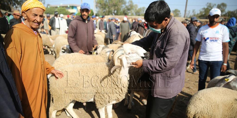 Aïd Al-Adha : saisie de 420 têtes d’ovins et de caprins 