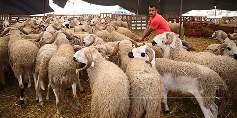 Casablanca-Settat: 1.029.844 ovins et caprins destinés à l'Aïd al-Adha