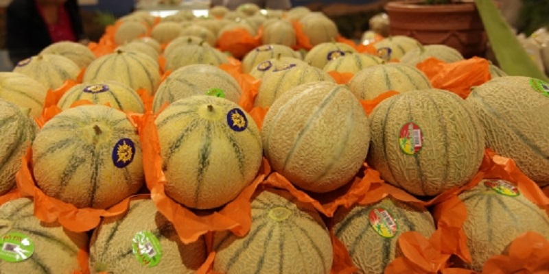 Les exportations marocaines de melons vers l’Espagne poursuivent leur hausse