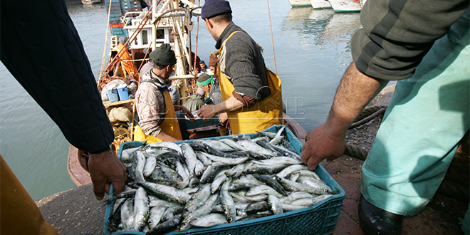 Port de Sidi Ifni: hausse des débarquements de poissons 