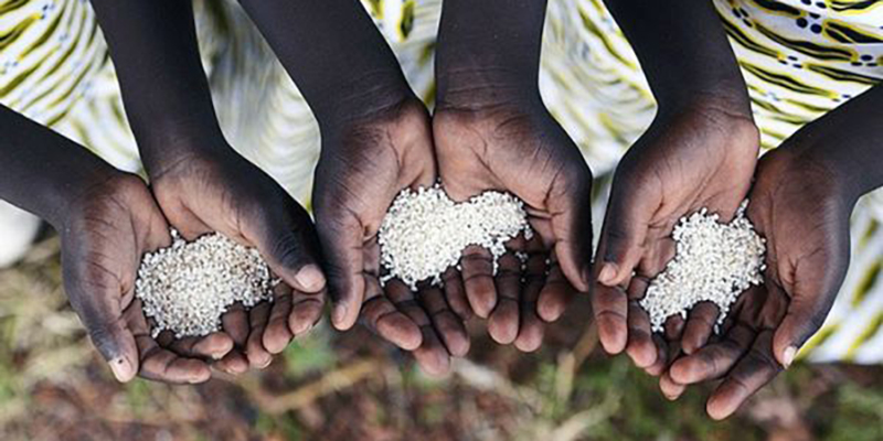 Systèmes alimentaires durables en Afrique: l'OCP et l'IFC s'allient 