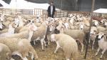 Aïd Al-Adha : Tous les chiffres sur l'offre en ovins et caprins