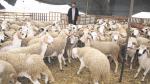 Aid Al Adha : Près d'un million de têtes de bétail pour Casablanca-Settat