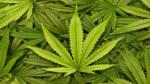 Cannabis licite : plus de 2.900 autorisations délivrées