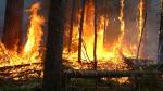 Réduction drastique des incendies de forêts au Maroc en 2023