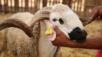 Aid El Adha : 5,8 millions de têtes d'ovins et de caprins annoncés 