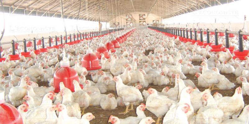 Abattage insalubre: L’offensive des aviculteurs