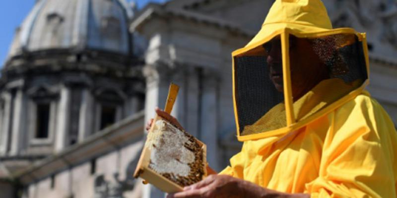 Rome : Des abeilles pour surveiller la pollution de l&#039;air	