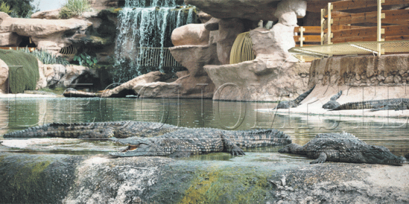 Agadir/Crocoparc La deuxième génération des crocodiles arrive