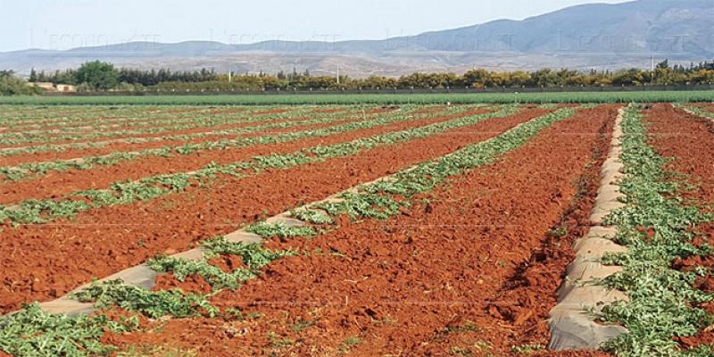 Agrégation agricole: La tutelle lance une dynamique régionale