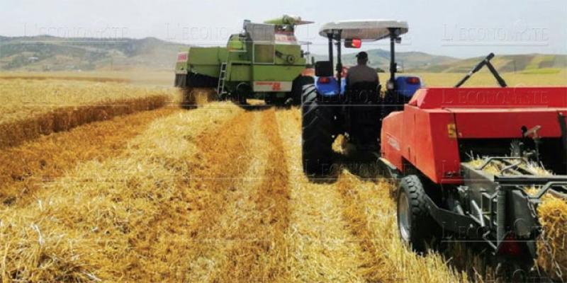 Dossier El Jadida - Agriculture: Peut mieux faire!