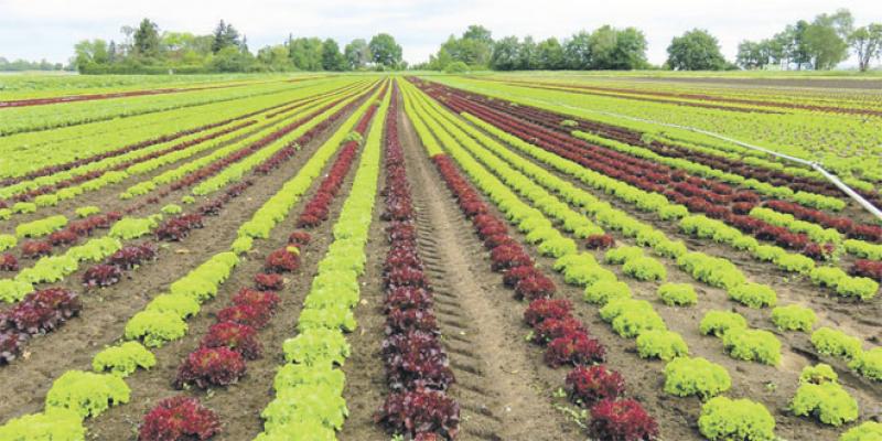 Agriculture: Akhannouch démonte les clichés sur la consommation en eau 