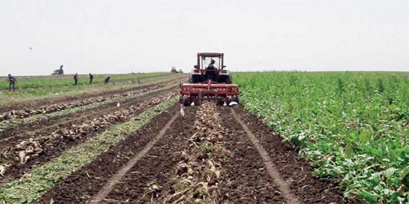 Agriculture: 25.000 ha cultivés en semis direct
