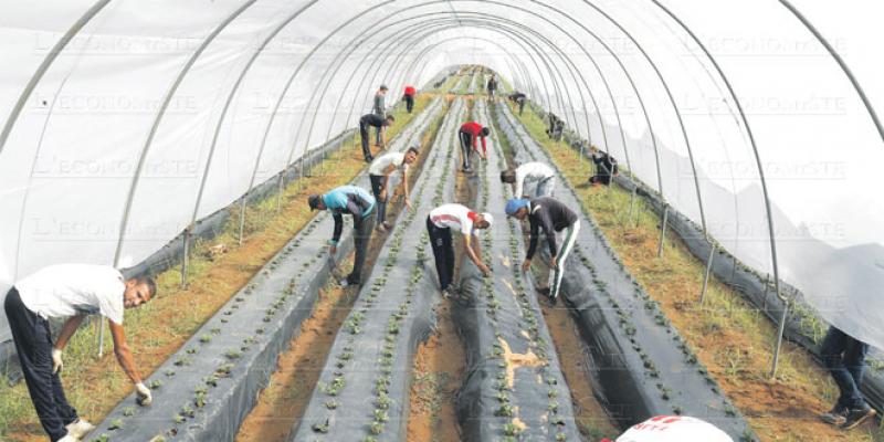 Agriculture bio: Comment bénéficier de l’aide à la certification