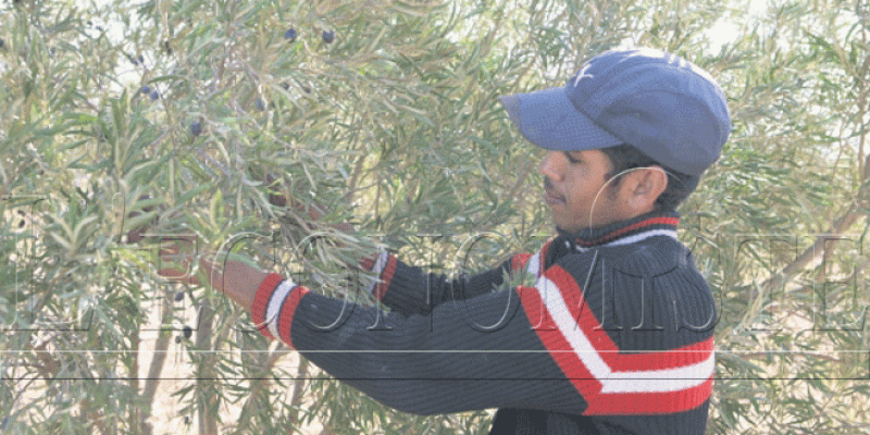 Oriental: Bons scores pour l&#039;agriculture