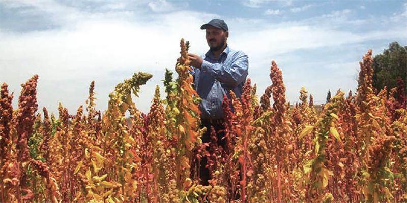 Agriculture: Rush vers le quinoa