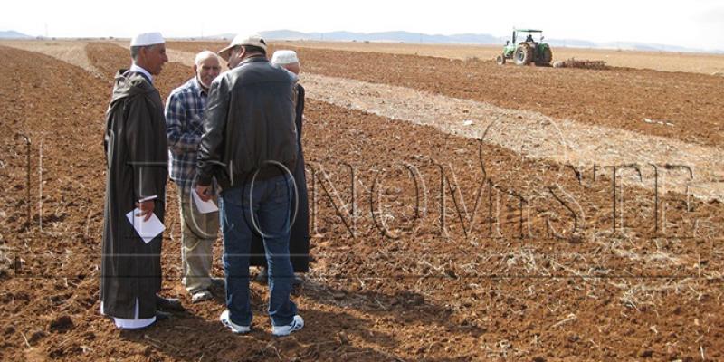 Agriculture : Les investisseurs plébiscitent le Maroc