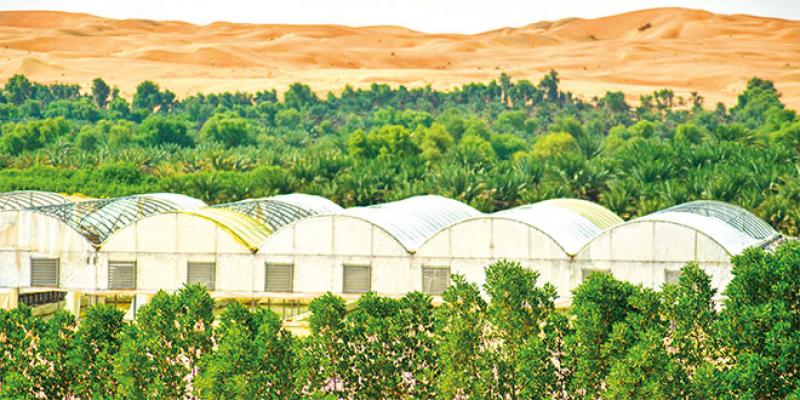 Agroforesterie: Un modèle pour reverdir de grandes zones désertiques