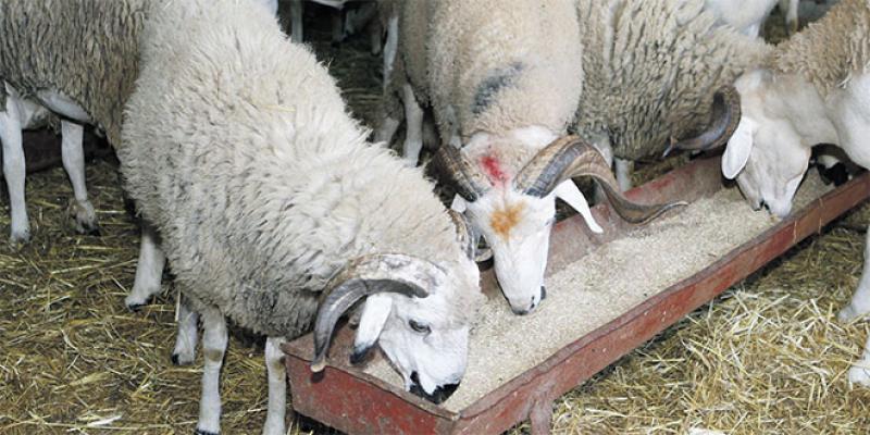Casablanca-Settat/Aïd Al Adha: Une offre de 2,55 millions d’ovins