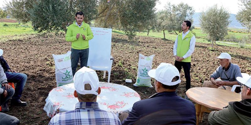 Al Moutmir: Résultats prometteurs pour l’olivier