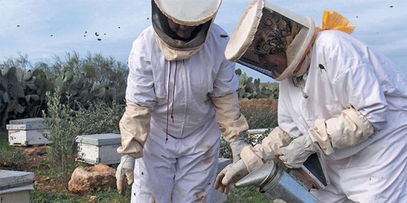 Les apiculteurs décrochent leur régime fiscal