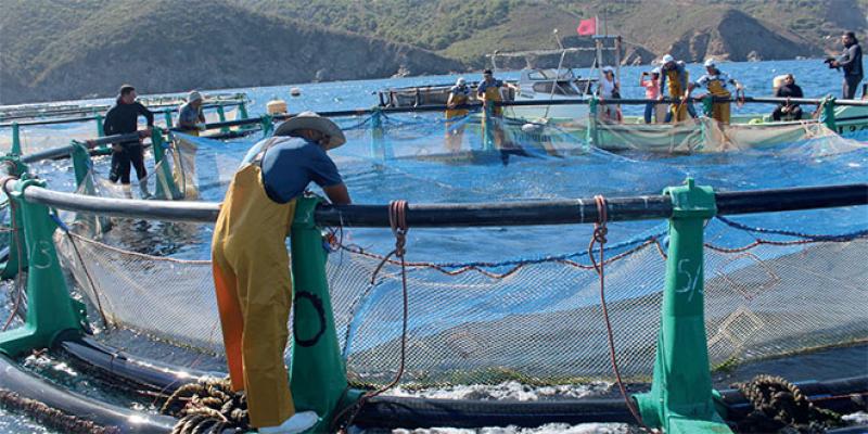 Aquaculture: Le Conseil national bientôt en marche