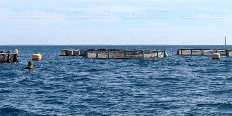 Tanger: Une écloserie pour l’aquaculture en projet