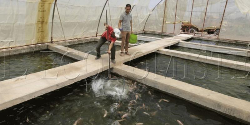 Aquaculture: L’objectif de 200.000 tonnes relégué aux calendes grecques!