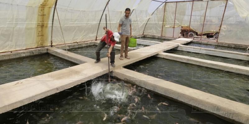 Aquaculture: La continentale fait mieux que la maritime