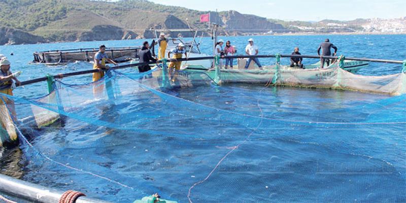 Aquaculture: Le cadre juridique révisé