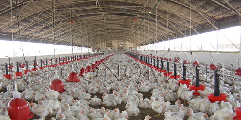 Assurance agricole : La filiale avicole rallie la MAMDA