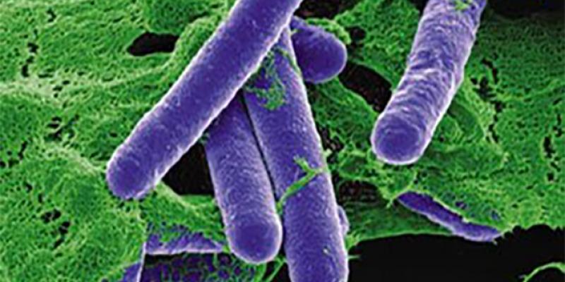 Intoxication : Comment agit la bactérie mortelle ?