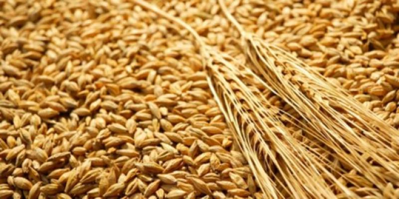 Retour du droit à l&#039;importation sur le blé tendre 