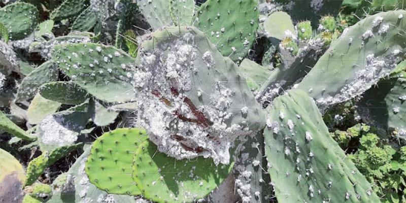  Cactus: La lutte contre la cochenille s'intensifie