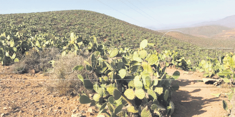 Cactus Aït Baâmrane Le nouveau pétrole de Sidi Ifni