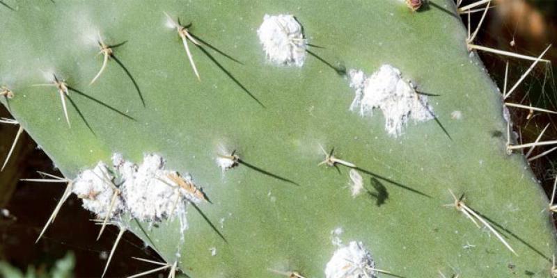 Cactus: 8 espèces résistantes à la cochenille identifiées